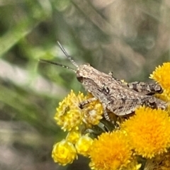 Phaulacridium vittatum at Red Hill NR (RED) - 24 Dec 2023 02:18 PM