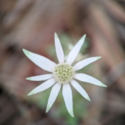 Actinotus helianthi (Flannel Flower) at Vincentia, NSW - 31 Dec 2023 by Miranda