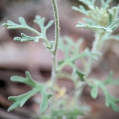 Actinotus helianthi at Jervis Bay National Park - 31 Dec 2023