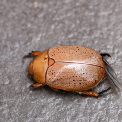 Anoplognathus porosus (Porosus Christmas beetle) at Chapman, ACT - 2 Jan 2024 by SWishart