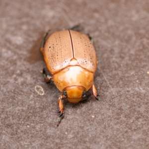 Anoplognathus porosus at Chapman, ACT - 2 Jan 2024 12:05 PM