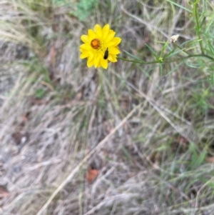 Mordella sp. (genus) at Red Hill NR (RED) - 24 Dec 2023