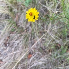 Mordella sp. (genus) (Pintail or tumbling flower beetle) at Red Hill NR (RED) - 24 Dec 2023 by JamonSmallgoods