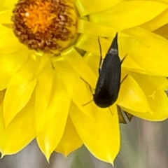 Mordella sp. (genus) at Red Hill NR (RED) - 24 Dec 2023