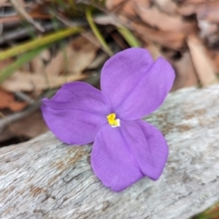 Patersonia sericea (silky purple-flag) at Jervis Bay National Park - 31 Dec 2023 by Miranda