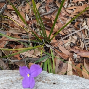 Patersonia sericea at Jervis Bay National Park - 31 Dec 2023 11:43 AM