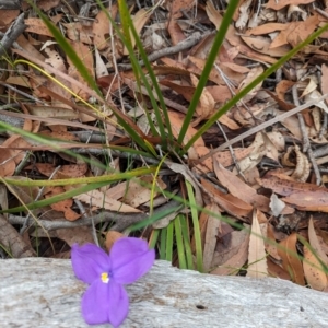 Patersonia sericea at Jervis Bay National Park - 31 Dec 2023