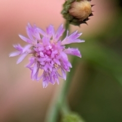 Cyanthillium cinereum (Purple Fleabane) at Jervis Bay National Park - 31 Dec 2023 by Miranda