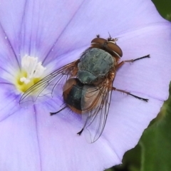 Calliphora augur (Lesser brown or Blue-bodied blowfly) at Wanniassa, ACT - 1 Jan 2024 by JohnBundock