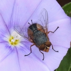 Calliphora augur at Wanniassa, ACT - 1 Jan 2024