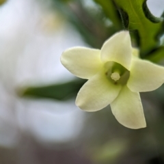 Billardiera mutabilis (Climbing Apple Berry, Apple Berry, Snot Berry, Apple Dumblings, Changeable Flowered Billardiera) at Vincentia, NSW - 31 Dec 2023 by Miranda