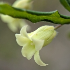 Billardiera mutabilis at Jervis Bay National Park - 31 Dec 2023 11:48 AM