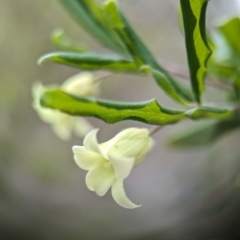 Billardiera mutabilis at Jervis Bay National Park - 31 Dec 2023