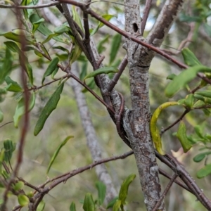Billardiera mutabilis at Jervis Bay National Park - 31 Dec 2023
