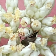 Mordella limbata (A pintail beetle) at Mugga Mugga NR (MUG) - 24 Dec 2023 by JamonSmallgoods