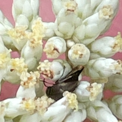 Mordella limbata (A pintail beetle) at Mugga Mugga NR (MUG) - 24 Dec 2023 by JamonSmallgoods