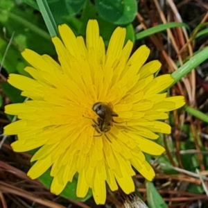 Lasioglossum (Chilalictus) sp. (genus & subgenus) at Isaacs Ridge and Nearby - 2 Jan 2024 03:16 PM