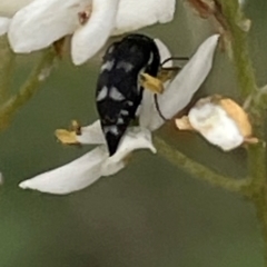 Mordella sydneyana (Pintail Beetle) at O'Malley, ACT - 24 Dec 2023 by JamonSmallgoods