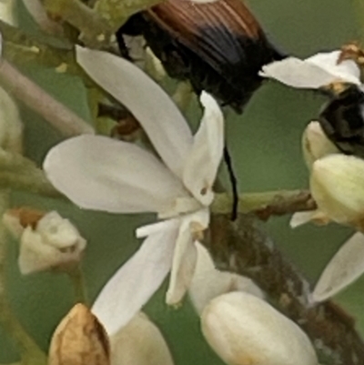 Phyllotocus navicularis (Nectar scarab) at Mount Mugga Mugga - 24 Dec 2023 by JamonSmallgoods