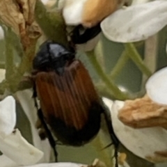 Phyllotocus navicularis at Mugga Mugga NR (MUG) - 24 Dec 2023 03:28 PM