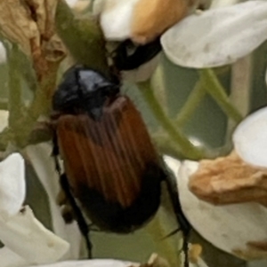 Phyllotocus navicularis at Mugga Mugga NR (MUG) - 24 Dec 2023 03:28 PM