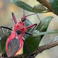 Gminatus australis (Orange assassin bug) at Mount Mugga Mugga - 24 Dec 2023 by JamonSmallgoods