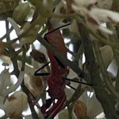 Gminatus australis at Mugga Mugga NR (MUG) - 24 Dec 2023