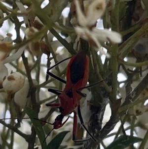 Gminatus australis at Mugga Mugga NR (MUG) - 24 Dec 2023 03:29 PM