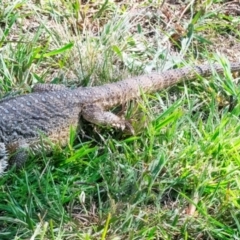 Pogona barbata (Eastern Bearded Dragon) at QPRC LGA - 1 Jan 2024 by WHall