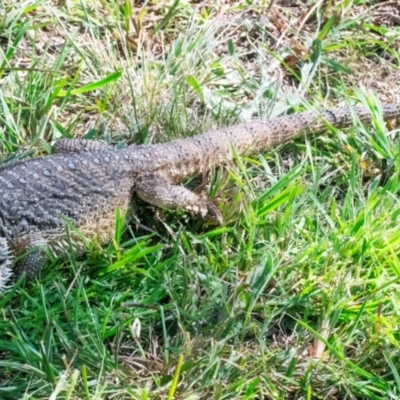 Pogona barbata at QPRC LGA - 1 Jan 2024 by WHall