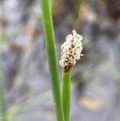 Eleocharis acuta (Common Spike-rush) at Bendoura, NSW - 1 Jan 2024 by JaneR