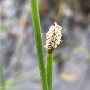 Eleocharis acuta at QPRC LGA - 1 Jan 2024