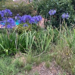 Agapanthus praecox subsp. orientalis (Agapanthus) at Mount Majura - 2 Jan 2024 by waltraud