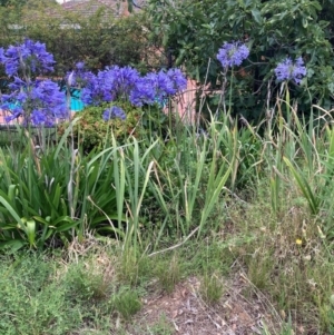 Agapanthus praecox subsp. orientalis at Mount Majura - 2 Jan 2024