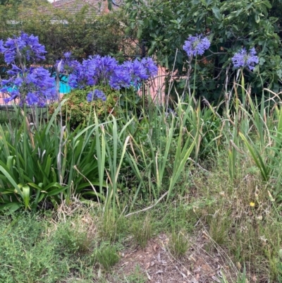 Agapanthus praecox subsp. orientalis (Agapanthus) at Mount Majura - 2 Jan 2024 by waltraud