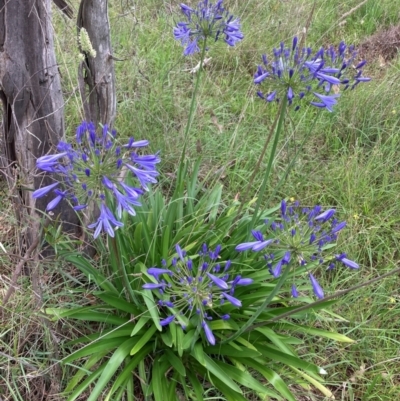 Agapanthus praecox subsp. orientalis (Agapanthus) at Mount Majura - 2 Jan 2024 by waltraud