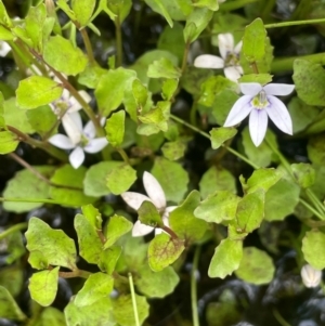 Isotoma fluviatilis subsp. australis at QPRC LGA - 1 Jan 2024