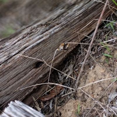 Epicoma (genus) (Unidentified Prominent moth) at Phillip, ACT - 2 Jan 2024 by shube