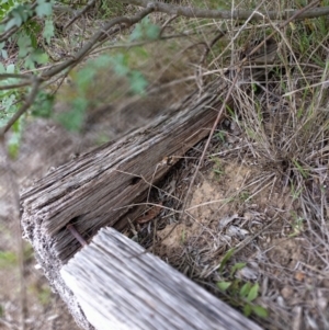 Epicoma (genus) at Phillip, ACT - 2 Jan 2024