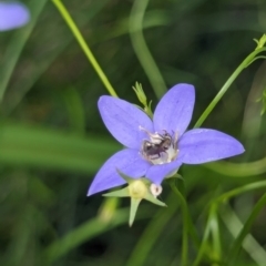 Lasioglossum (Chilalictus) sp. (genus & subgenus) (Halictid bee) at Watson, ACT - 2 Jan 2024 by AniseStar