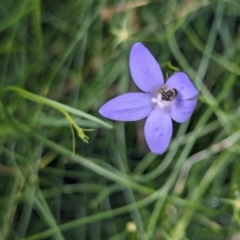 Lasioglossum (Chilalictus) sp. (genus & subgenus) at Watson, ACT - 2 Jan 2024