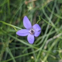 Lasioglossum (Chilalictus) sp. (genus & subgenus) at Watson, ACT - 2 Jan 2024