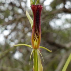 Cryptostylis hunteriana at Vincentia, NSW - 1 Jan 2024