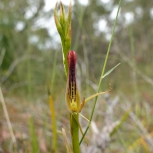 Cryptostylis hunteriana at Vincentia, NSW - 1 Jan 2024