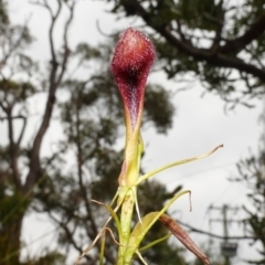 Cryptostylis hunteriana at Vincentia, NSW - 1 Jan 2024