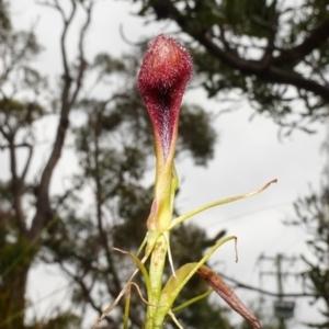 Cryptostylis hunteriana at Vincentia, NSW - 1 Jan 2024