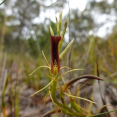 Cryptostylis hunteriana at Vincentia, NSW - 1 Jan 2024