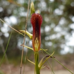 Cryptostylis hunteriana at Vincentia, NSW - suppressed