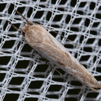 Unidentified Concealer moth (Oecophoridae) at QPRC LGA - 1 Jan 2024 by DianneClarke