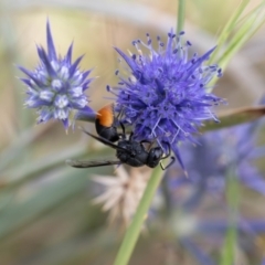 Paralastor sp. (genus) (Potter Wasp) at Mulanggari Grasslands - 2 Jan 2024 by pixelnips